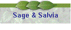 Sage & Salvia